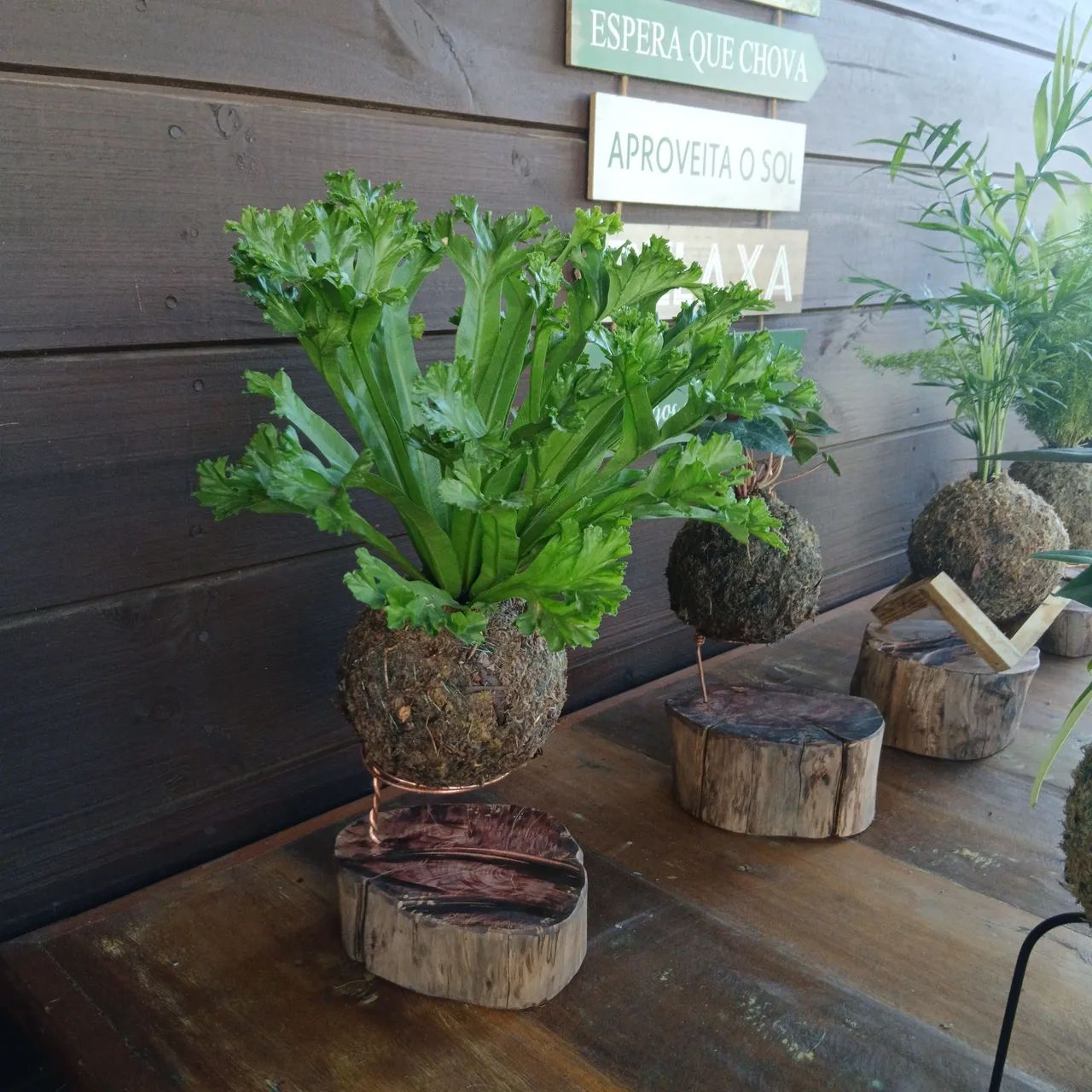 Kokedamas  - Foto 5