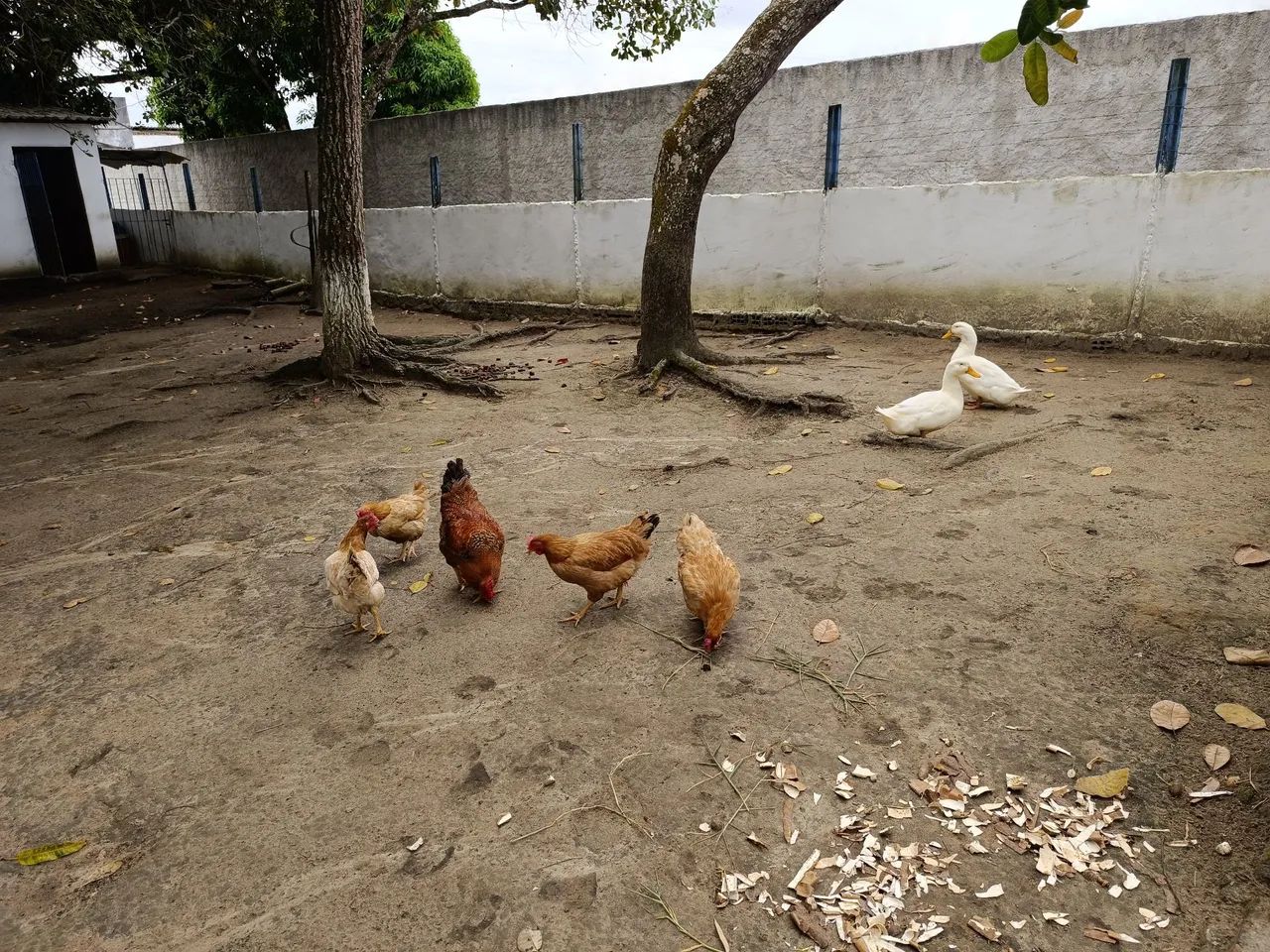 Terreno em Aldeia  - Foto 4