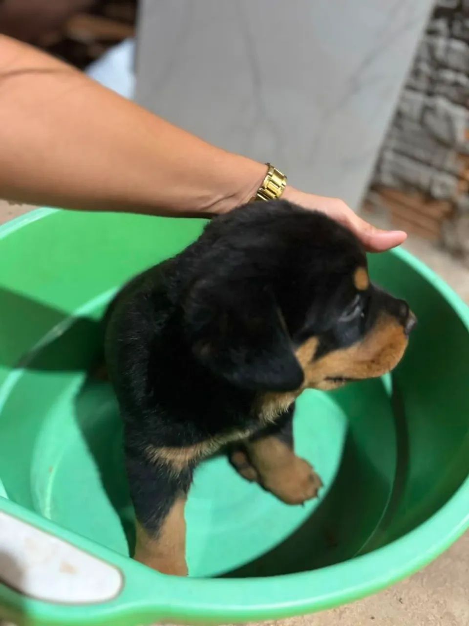 Rottweiler  - Foto 4