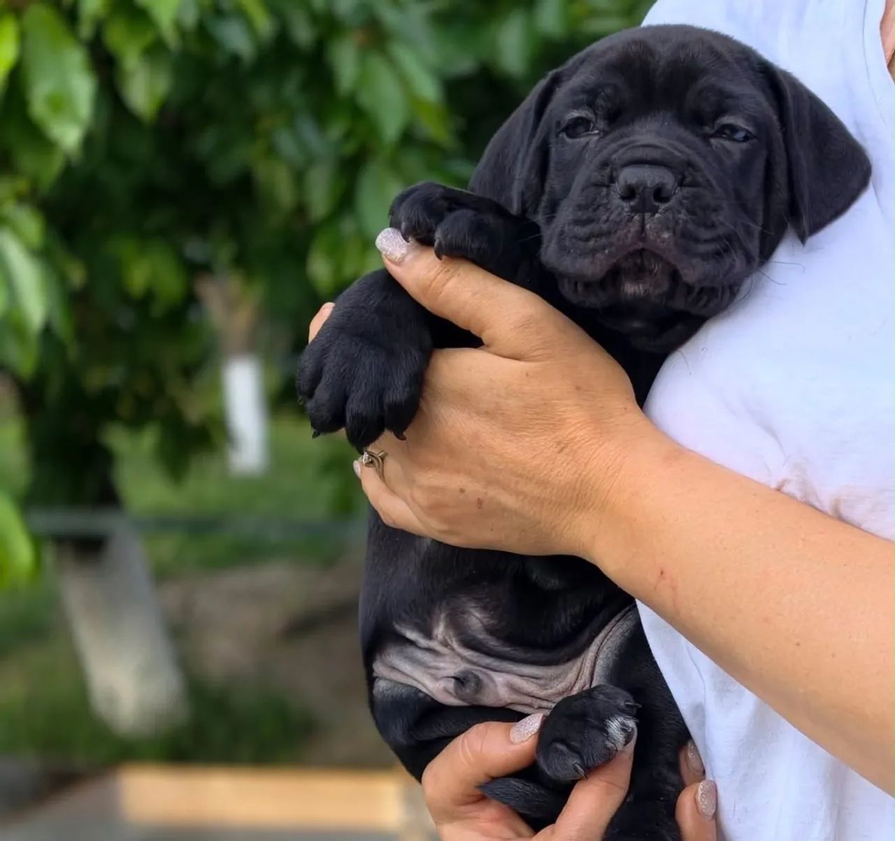 Cane corso - Foto 2