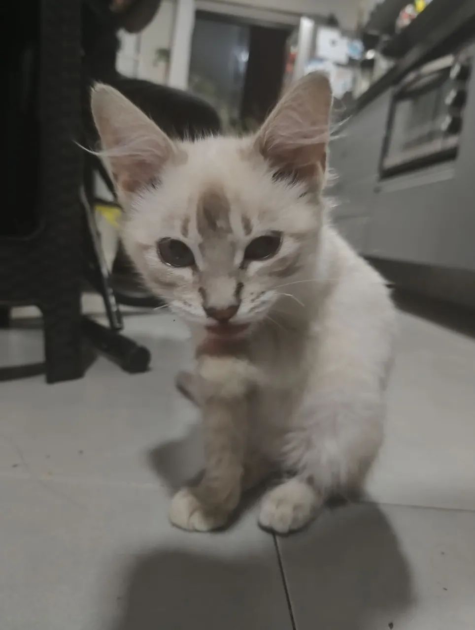 Doação de gatinha - Foto 4