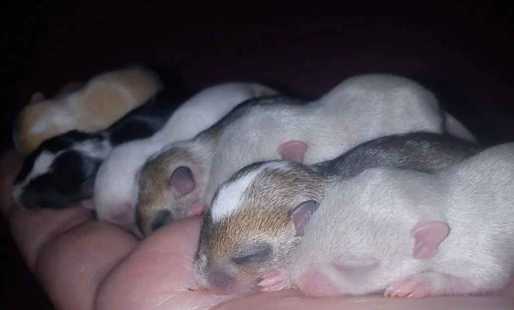 Vendo filhotes de Gerbil( Esquilo da Mongólia)