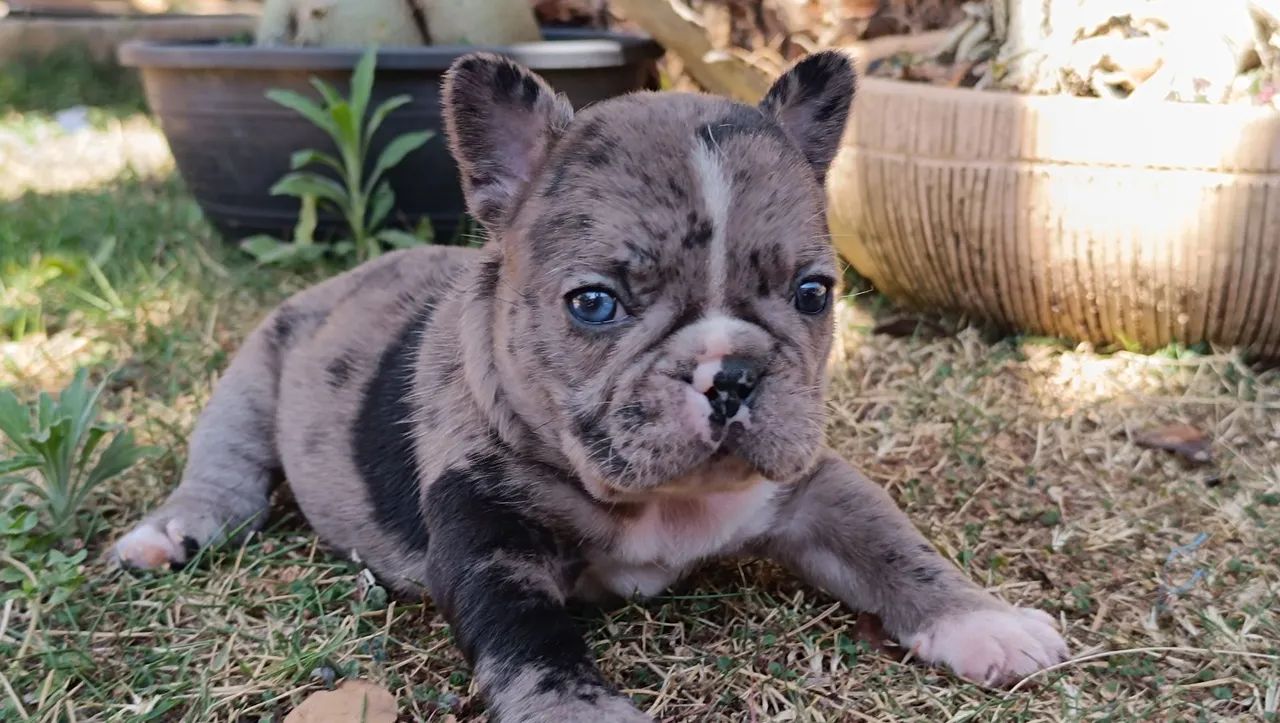 Buldogue francês exótico - Foto 5