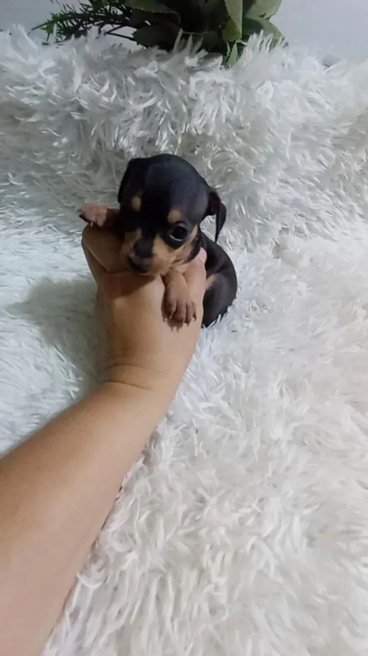 Pinscher zerinho macho( minúsculo) - Foto 4