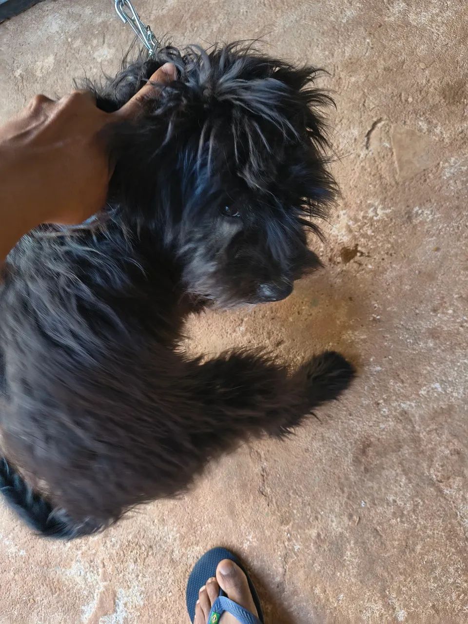 Cachorro  - Foto 4