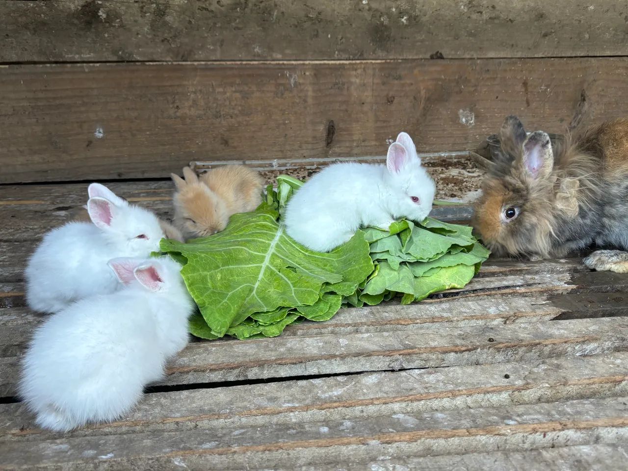 Coelhos mini lion - Foto 5