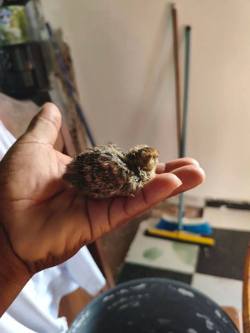 Pintinhos codorna 