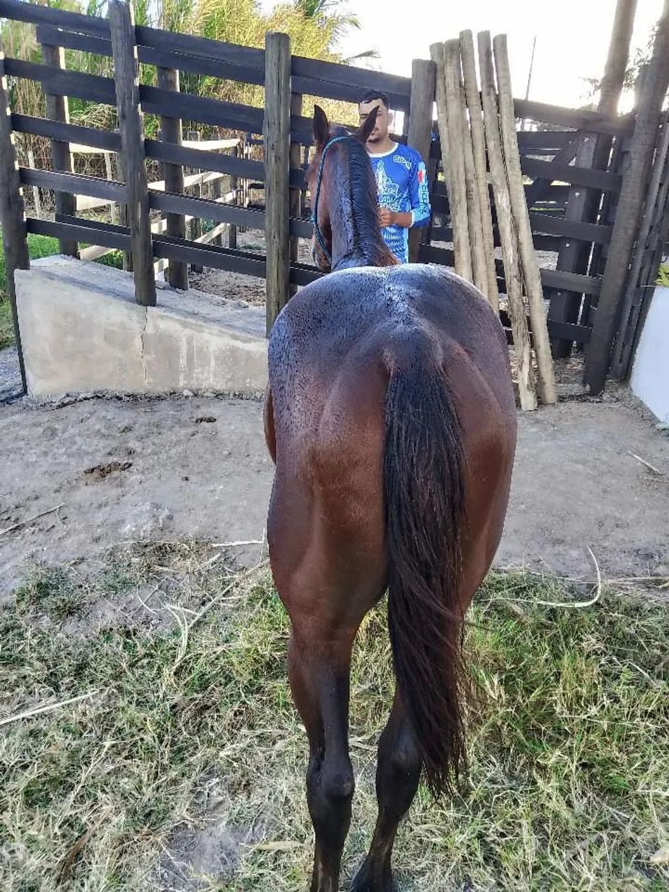 POTRO QUARTO DE MILHA PURO SEM PAPEL - Foto 4