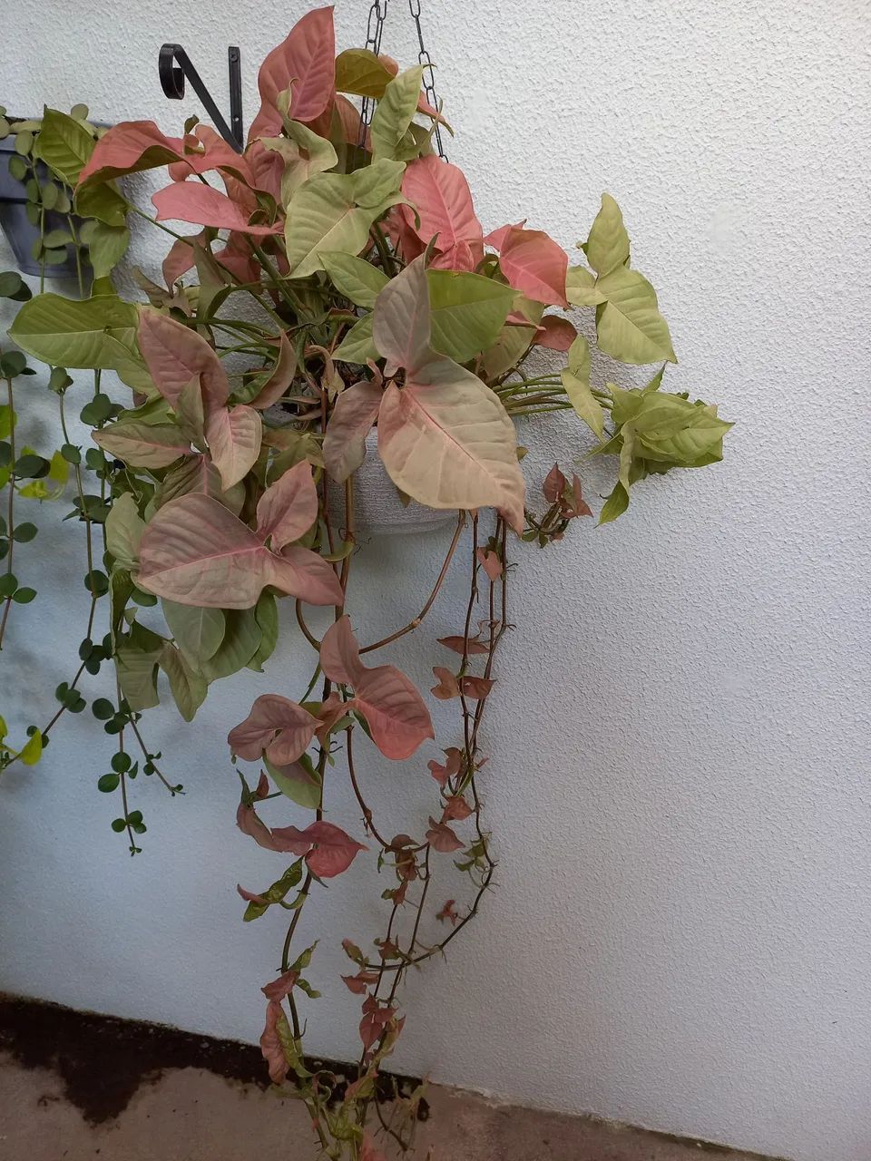 Linda planta natural 