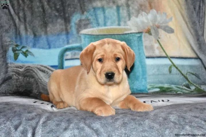 Labrador dócil - perfeito para crianças