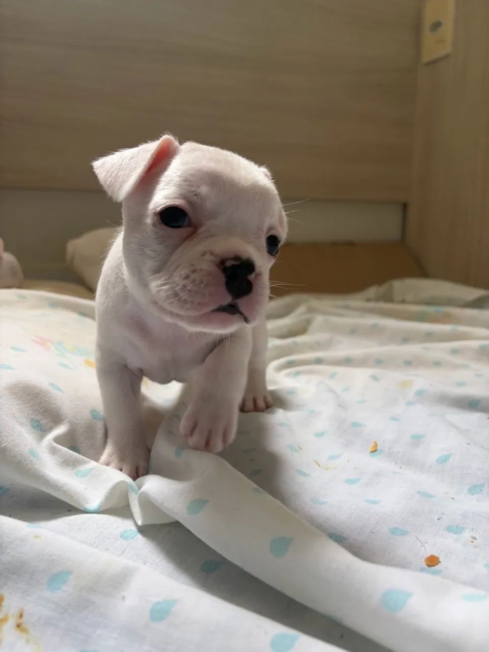Filhote de Buldogue francês  - Foto 2