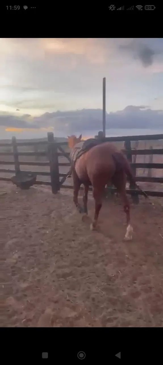 Vendo cavalo de direita pronto! - Foto 4