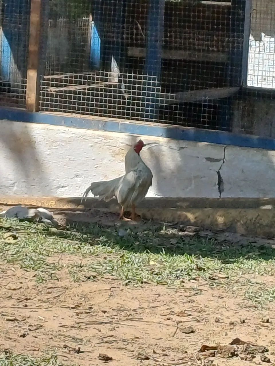 Lindo garlinze mini cornich 