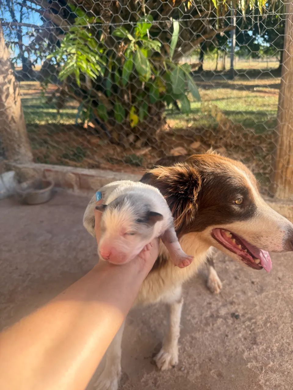 BORDER COLLIE - Foto 2