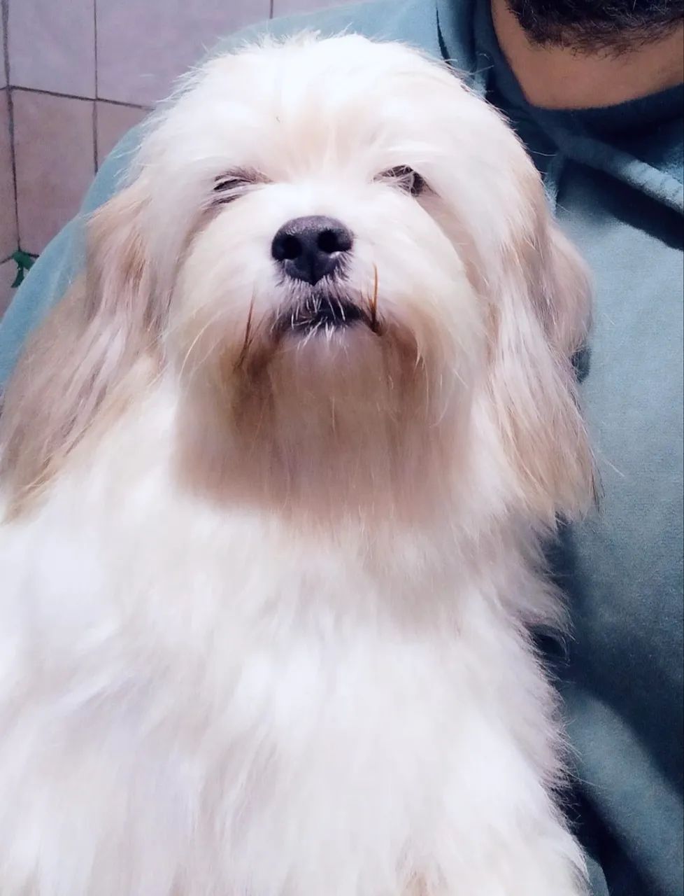 Lhasa Apso exóticos fêmeas  - Foto 2