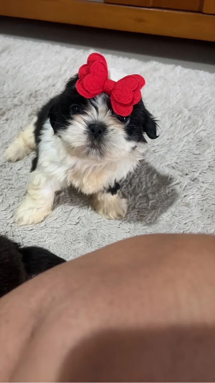 Shih tzu - Foto 2