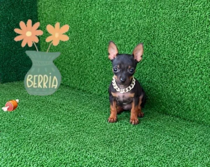 Pinscher vacinação importada 00