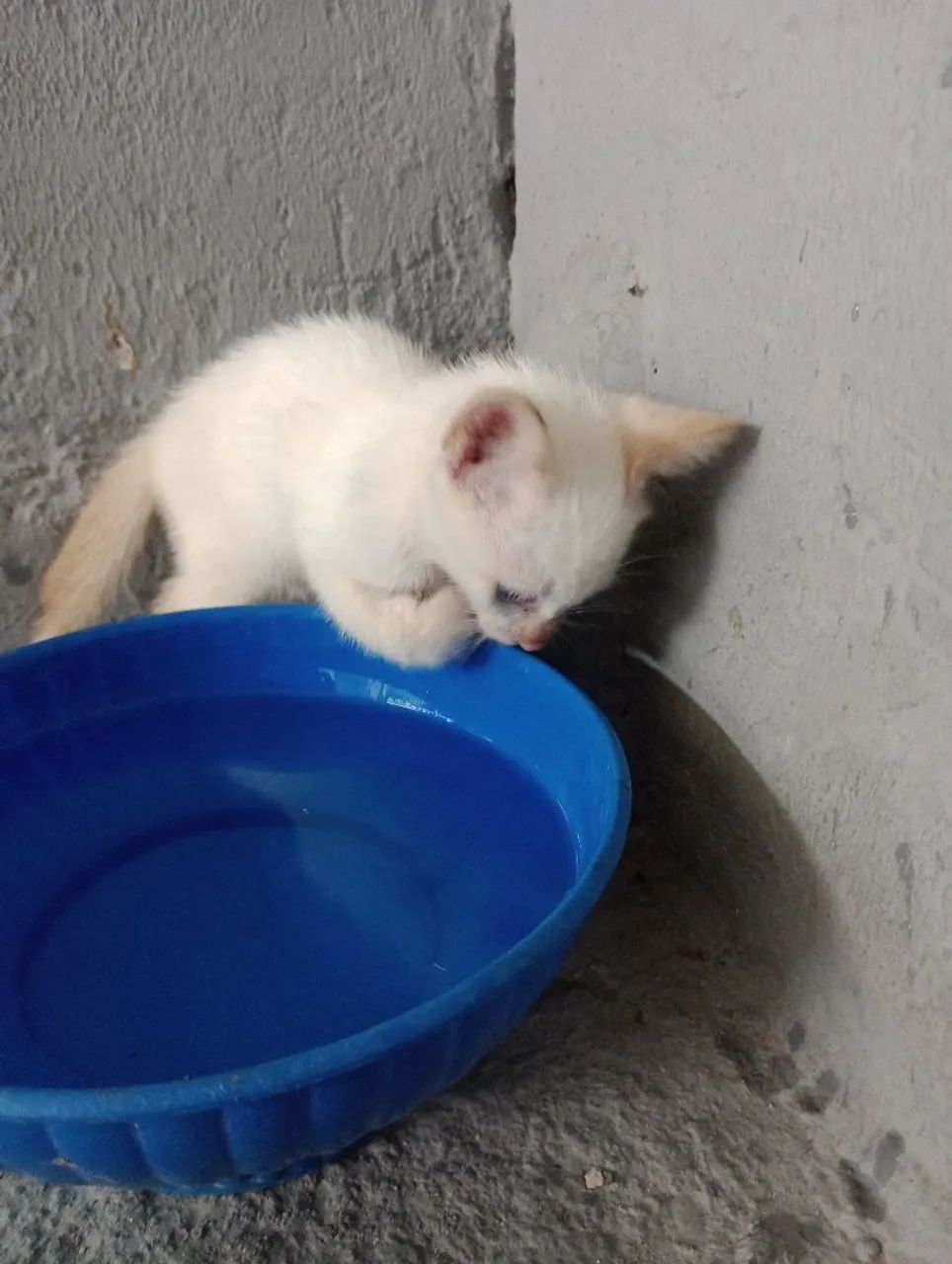 Adoção responsável  - Foto 3