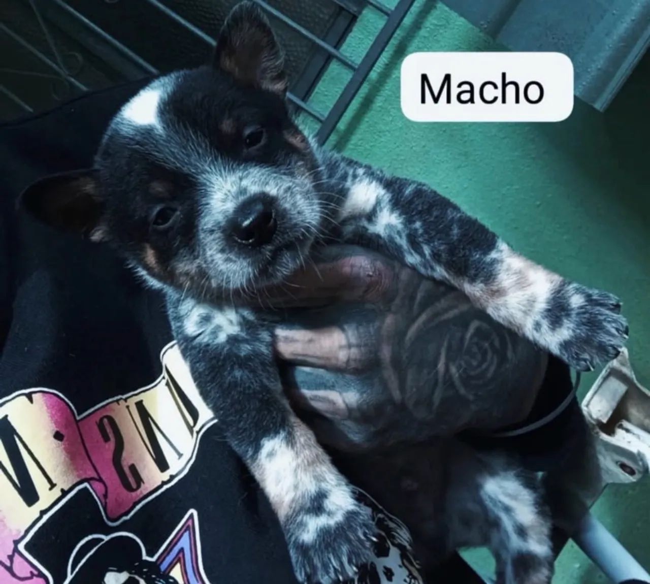 Macho  de Blue Heeler ( boiadeiro australiano)  - Foto 2