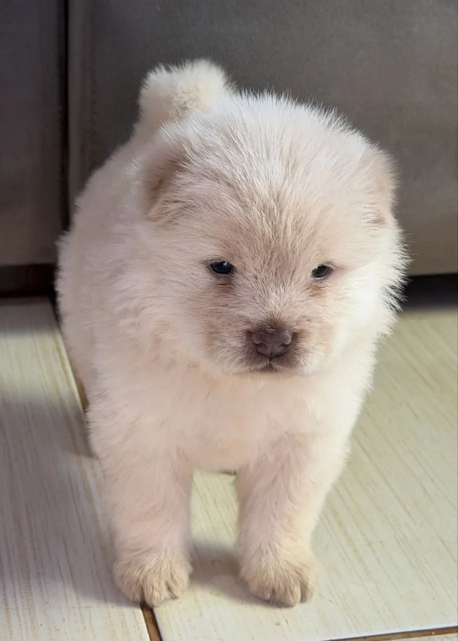 Filhotes de Chow Chow  - Foto 4