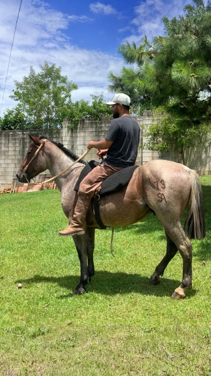 Cavalo crioulo  - Foto 2