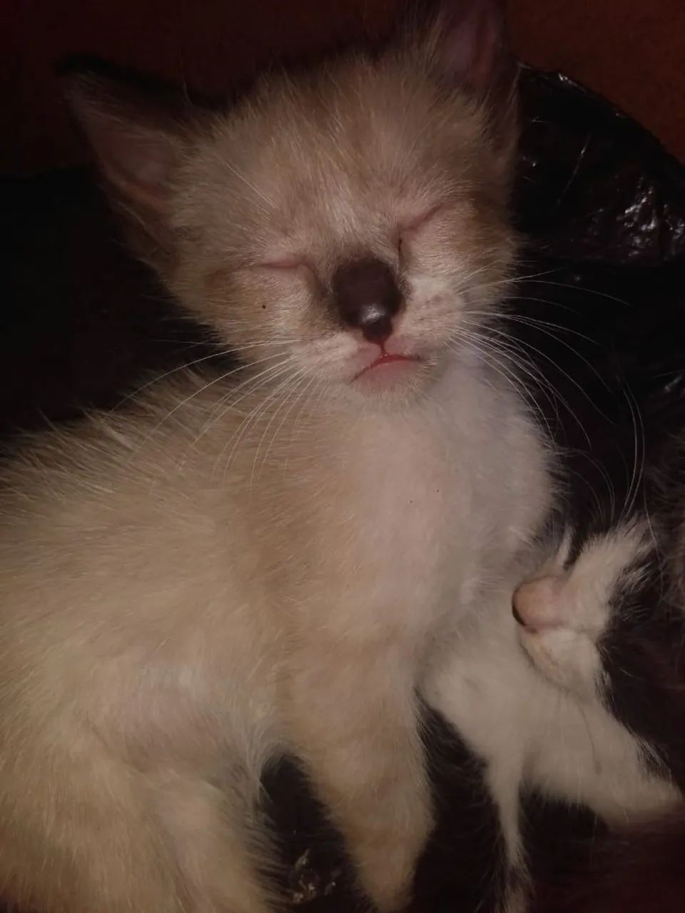 Doação de gatos filhotes 