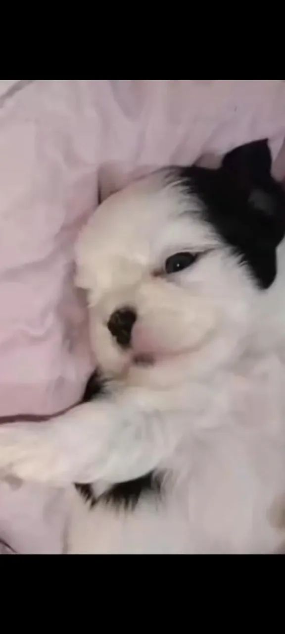 Shitzu mini - Foto 2