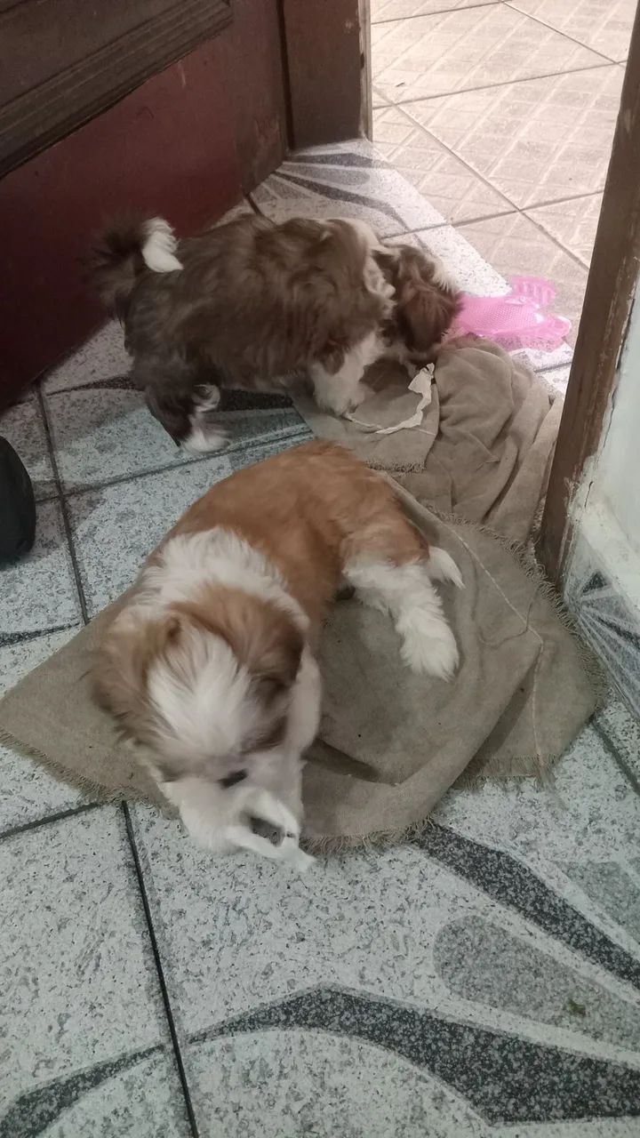 Shitzu - Foto 3