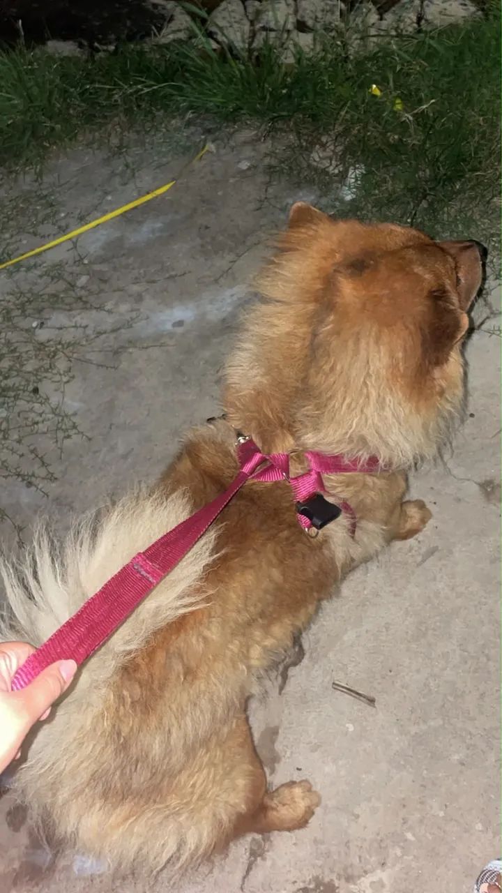 Estou doando um chow chow original macho simba urgente  - Foto 2