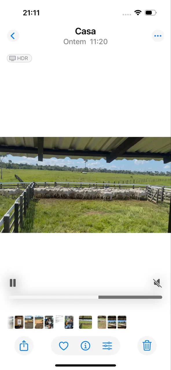 Venda de gado  - Foto 6