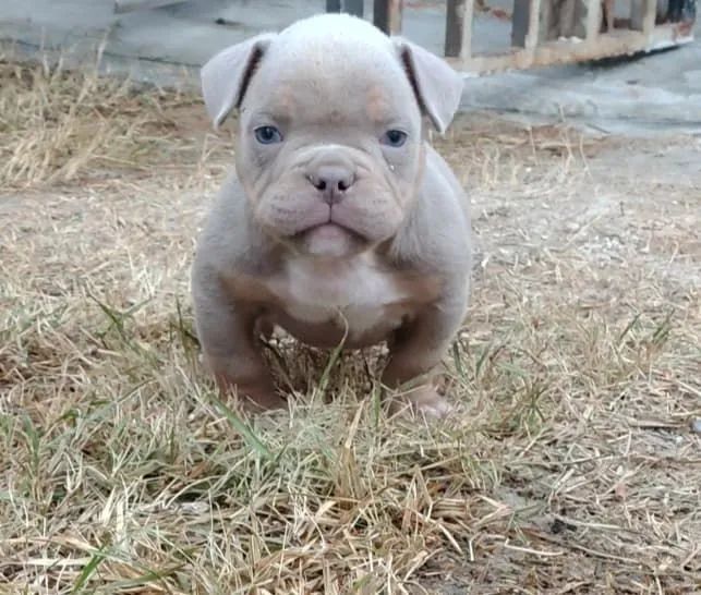 Américan bully