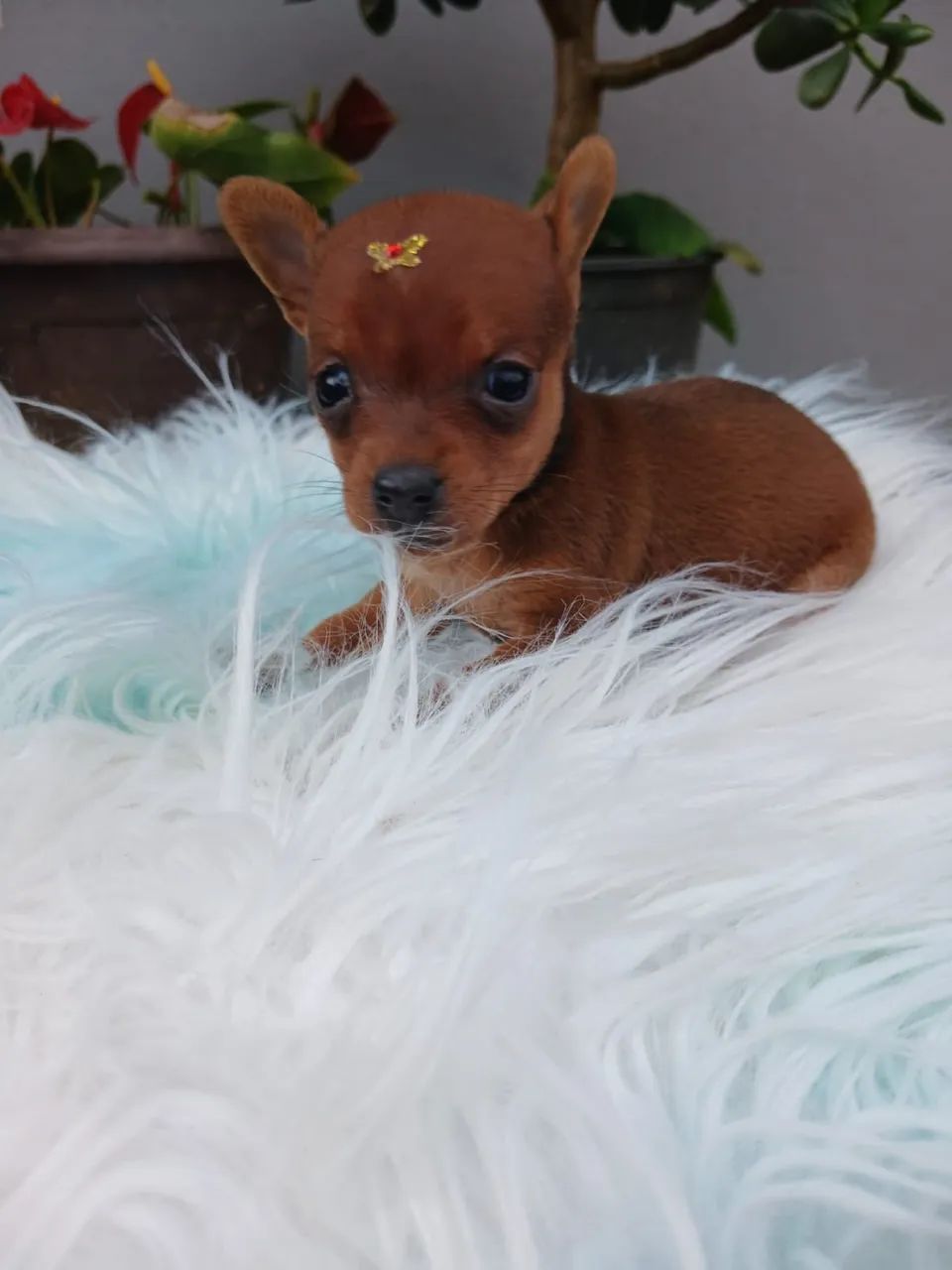 Fêmea de Pinscher  - Foto 4