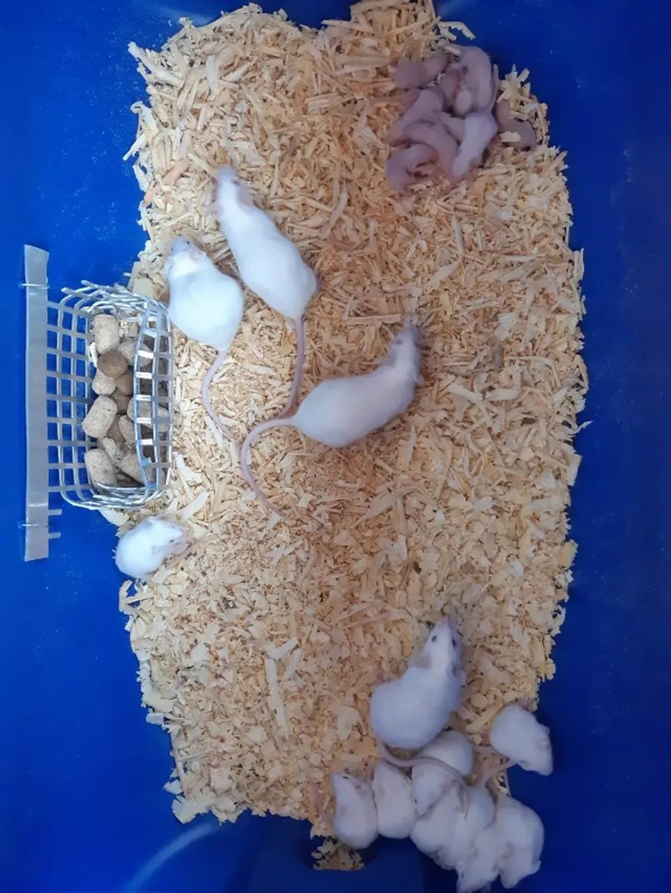 Camundongos Branco 