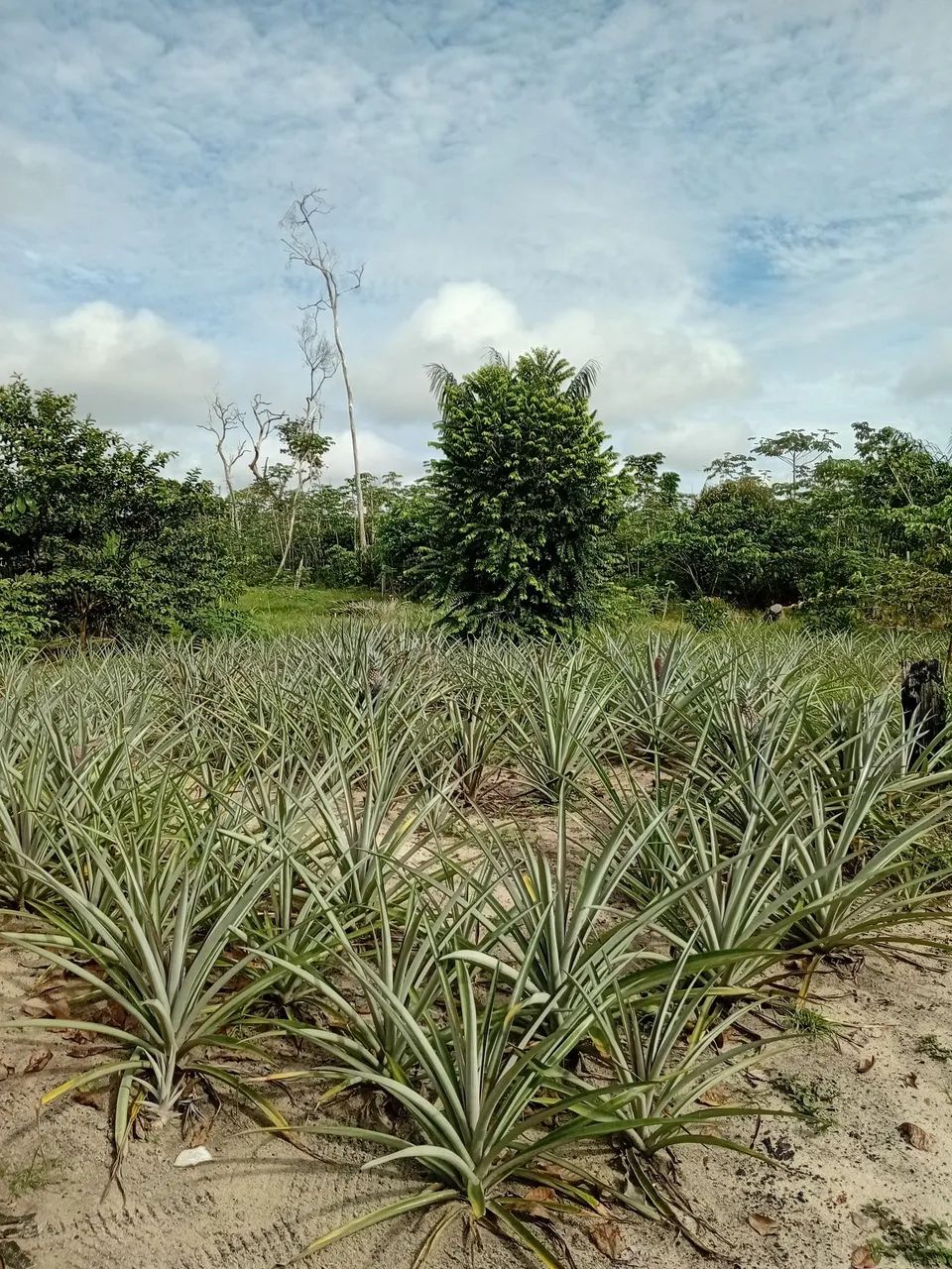 Sitio - Foto 4