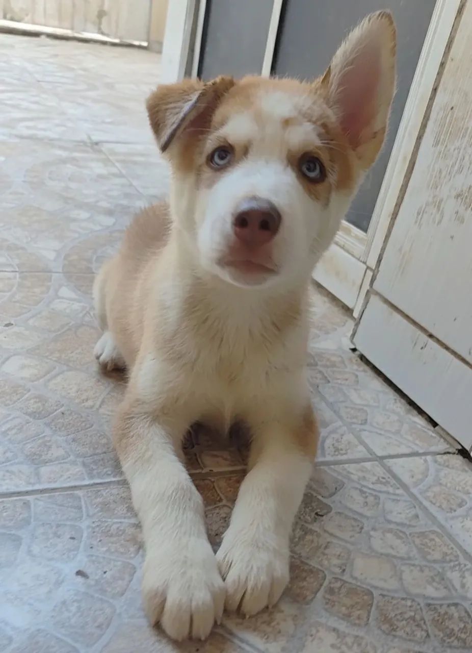 Bebês de husky siberiano - Foto 2