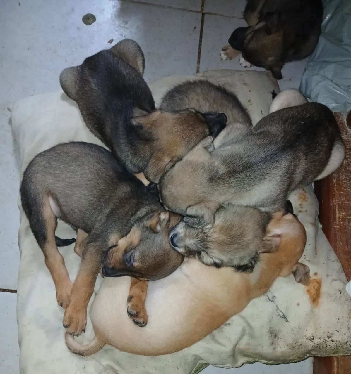 Doação de cachorrinhos 