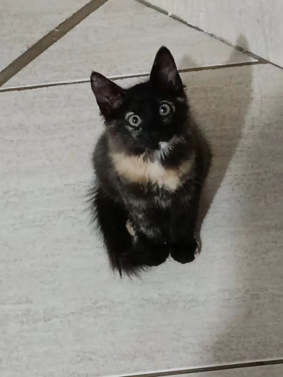 Gatinhas irmãs - Foto 3
