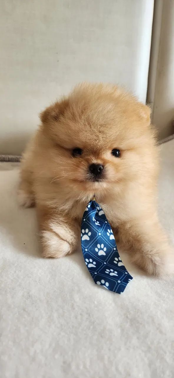 Lulu pomerania.  - Foto 4