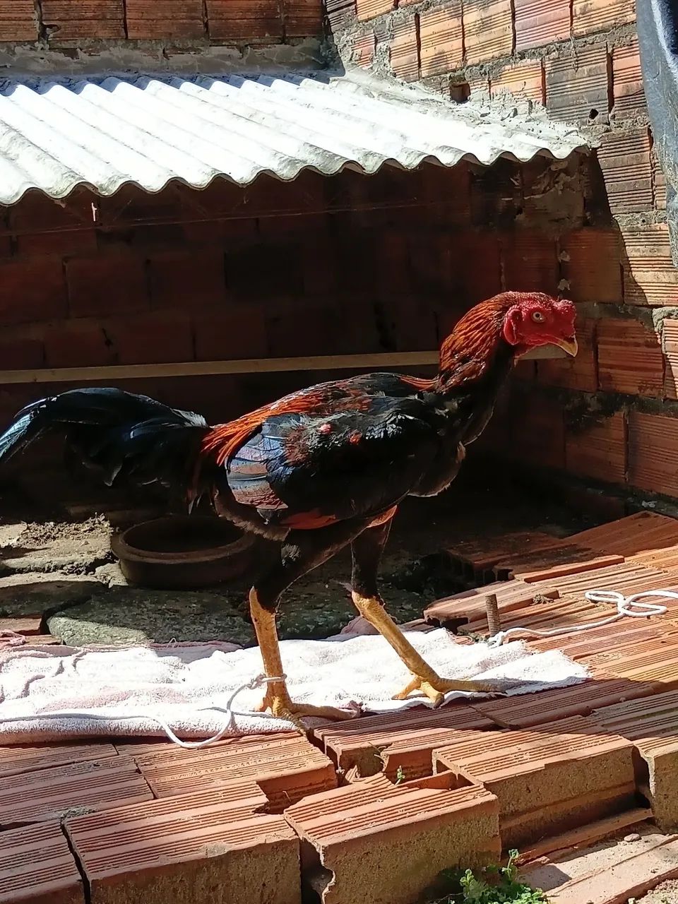 Frango  - Foto 2