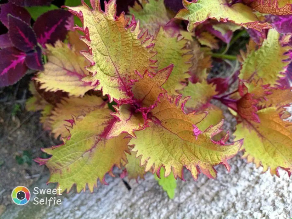 Lindas mudas e estacas de coleus ? - Foto 4