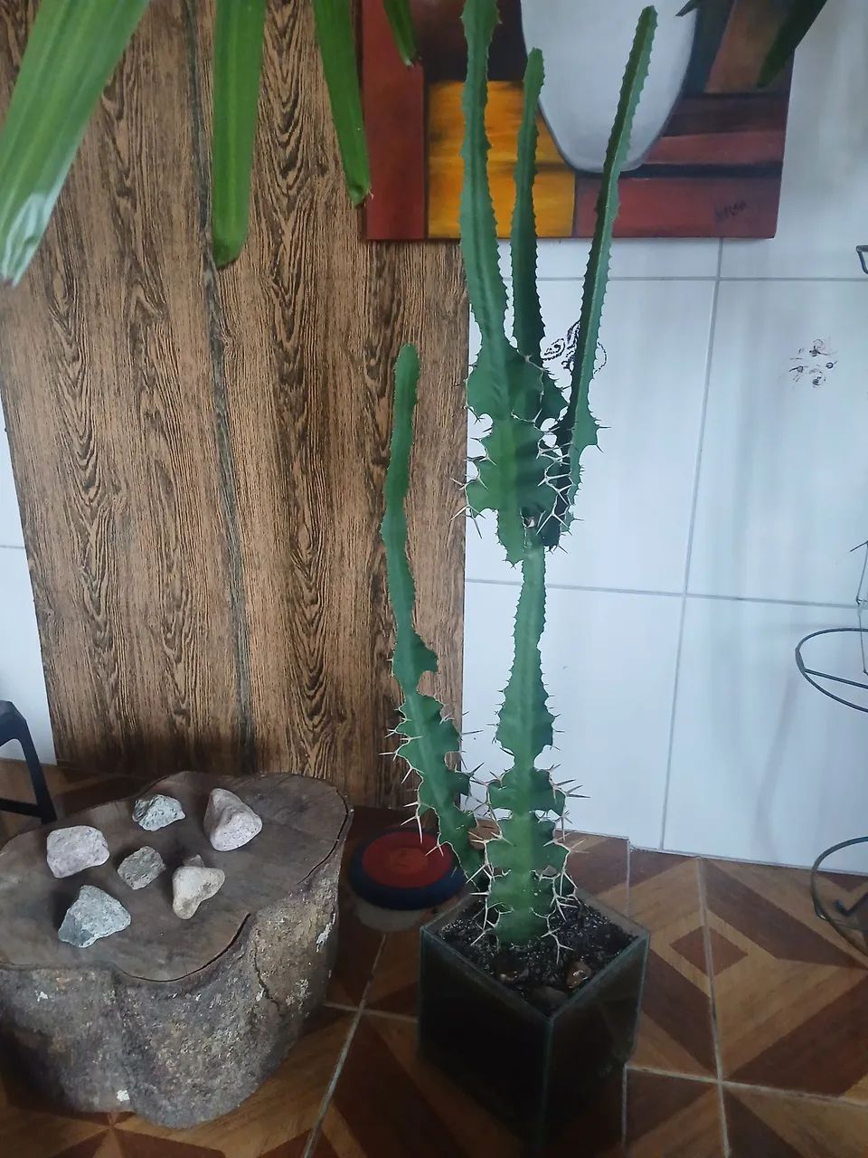 Cacto candelabro com vaso de vidro - Foto 2