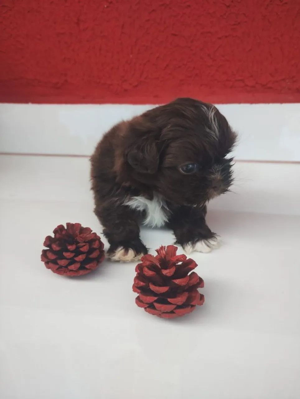 Shihtzu - Foto 5