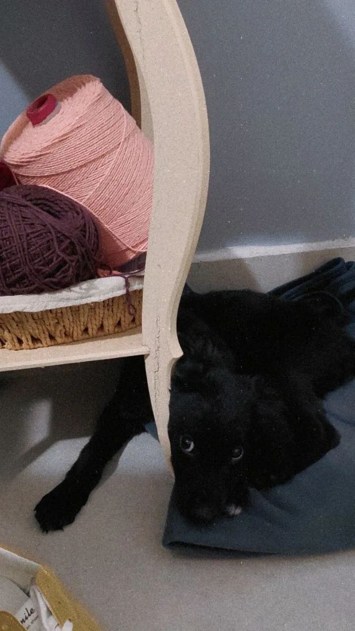 Adoção de cachorro  - Foto 3