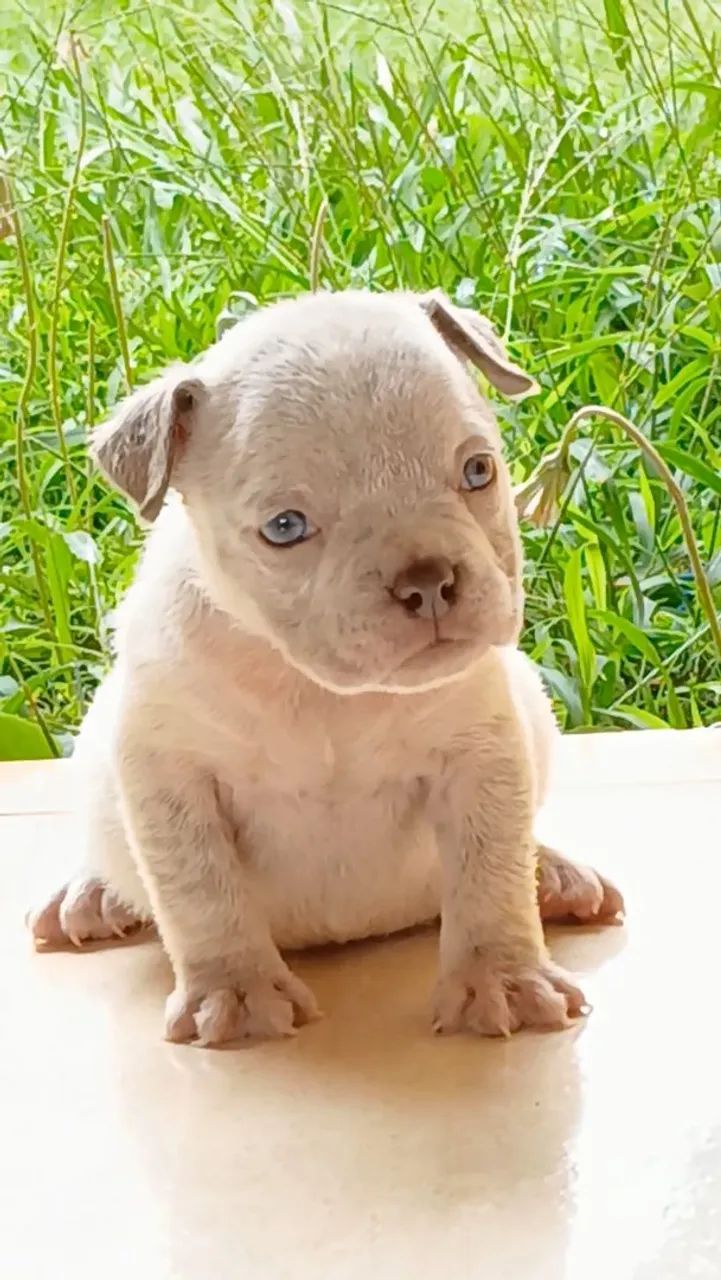 Fêmea American Bully 