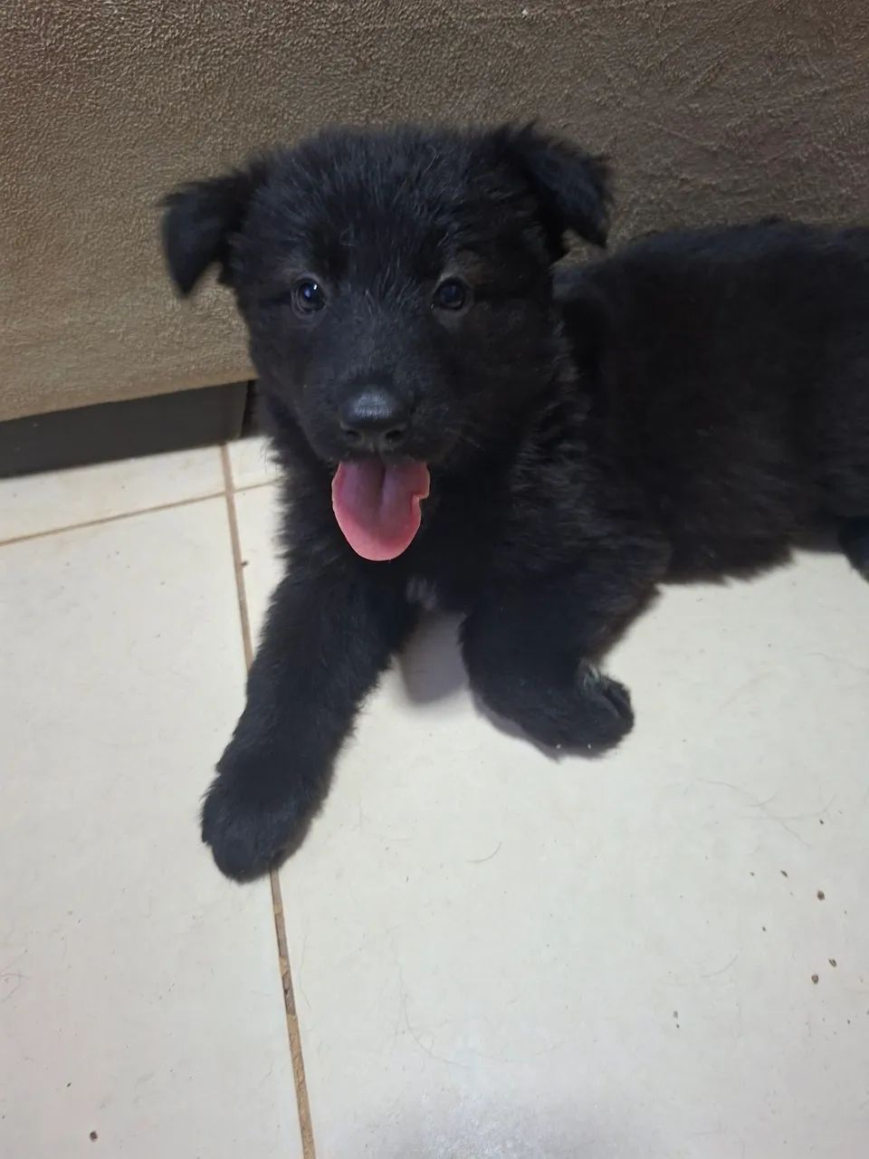 CACHORROS 