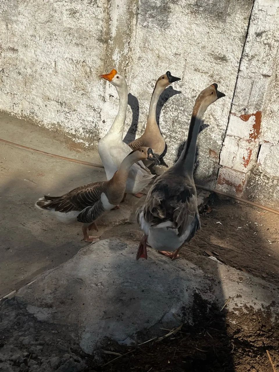 Gansos africanos  - Foto 4