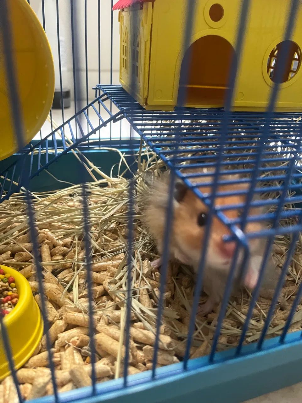 VENDO HAMSTER + GAIOLA + EQUIPAMENTOS