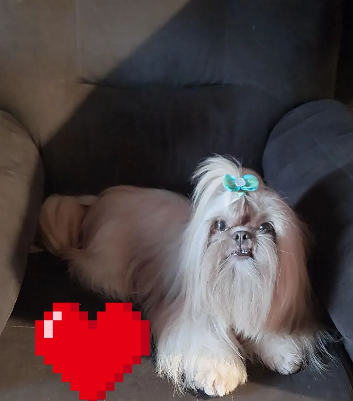 Shih tzu  - Foto 3