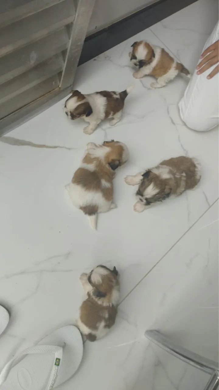 Shitzu - Foto 5