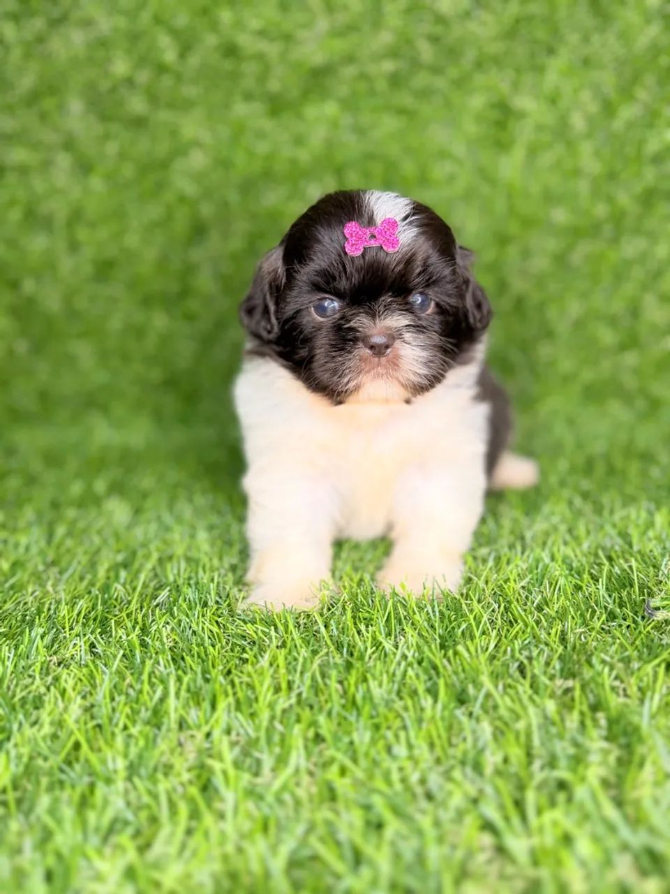 Shih tzu mini